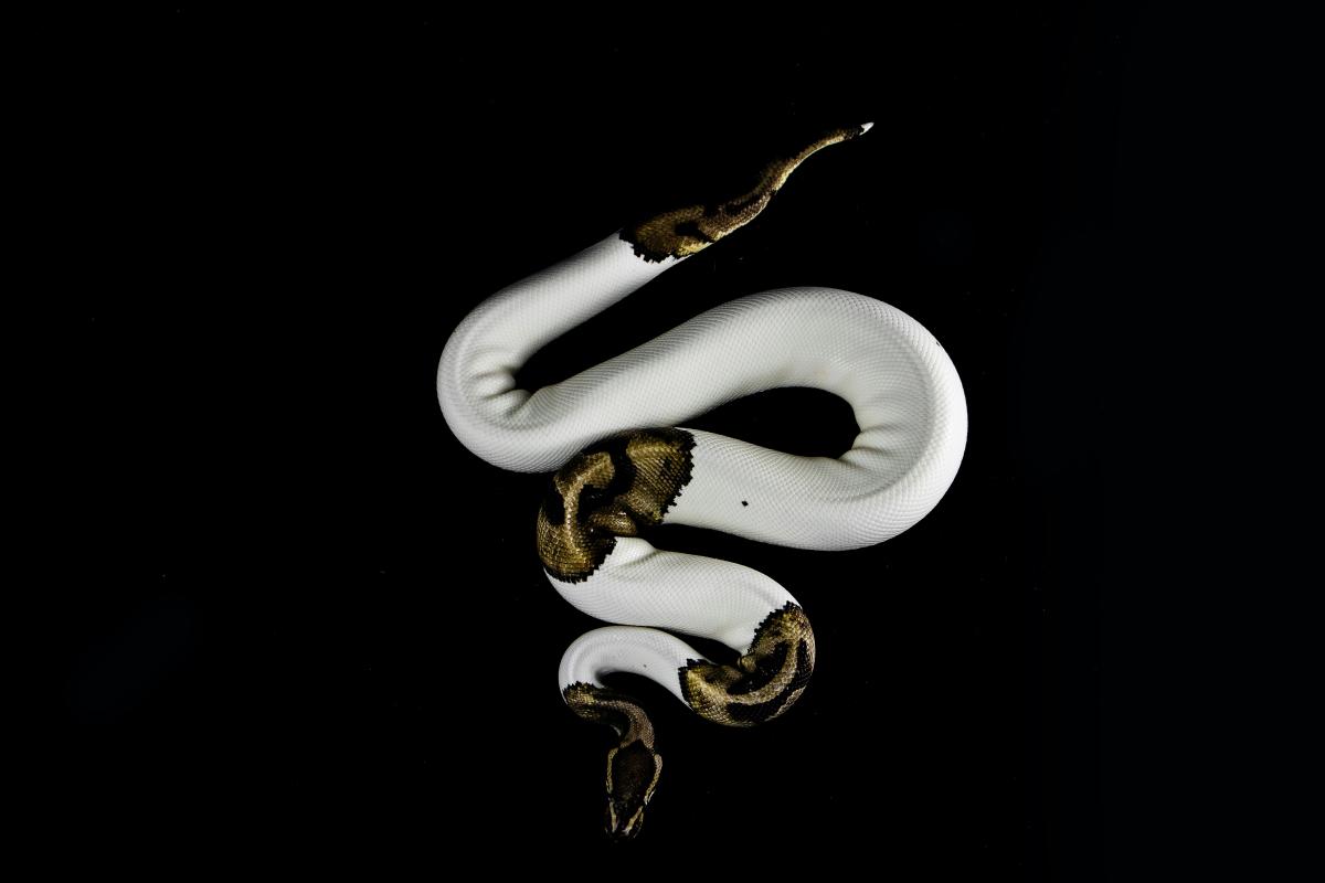 Snake with unusual albino skin pattern in semi-coiled position - Photo Fidias Cervantes