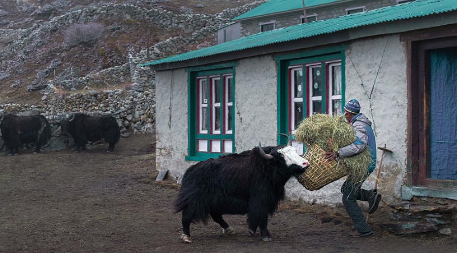 A farmer with a yak in the Himalayan mountains