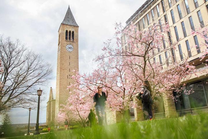 Students on campus under cherry blossoms